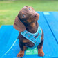 Pupshake Blue Adjustable Harness