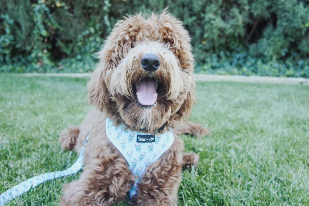 Pupshake Blue Adjustable Harness