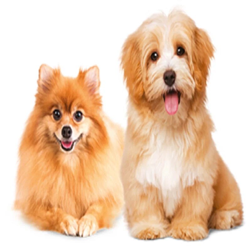 ROYAL CANIN MINI ADULT SMALL DOG ADULT DOG FOOD 4KG Pup Dog Food Healthy Growth Feeding Pet Immunity Flora Support