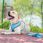 Pet Dog Leash Harness With Bow