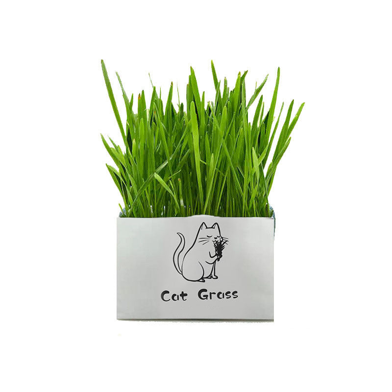 Soilless Organic Cat Grass Clean Oral Cat Supplies